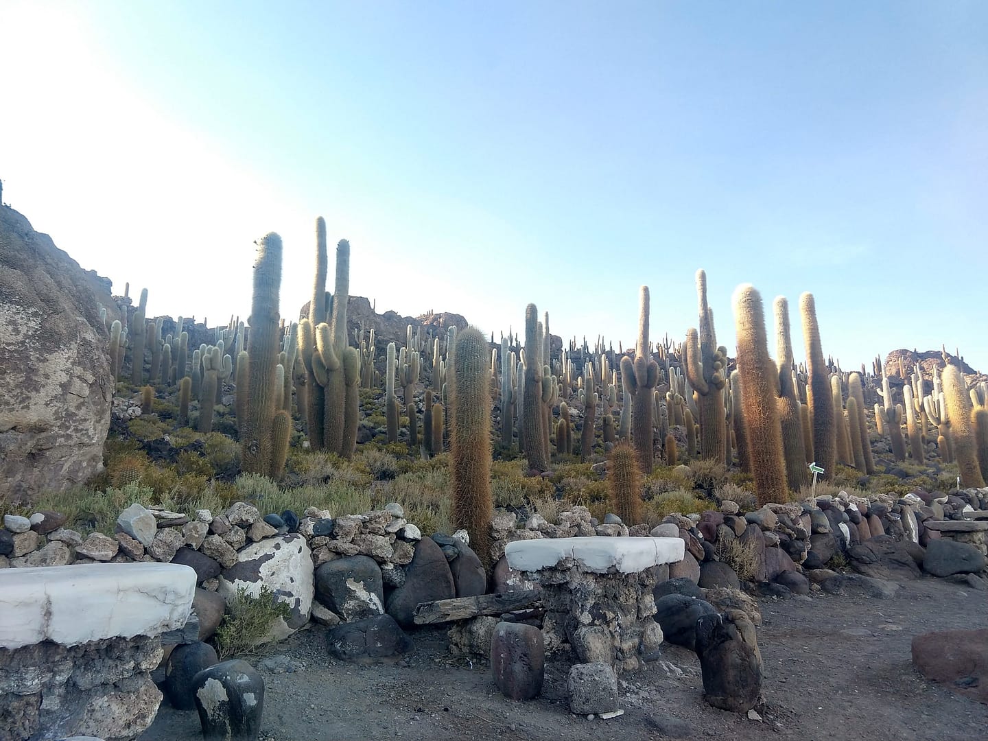Cópia de ILHA DOS CACTOS