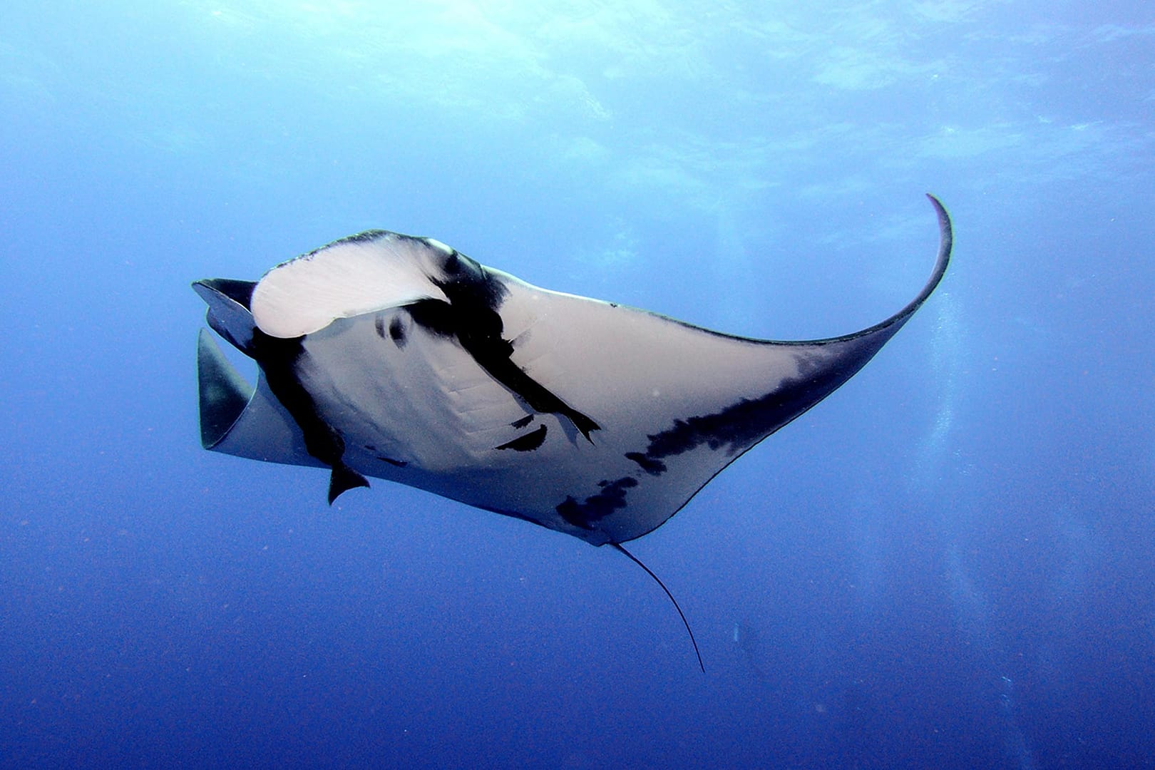 aqua_diving_wolfisland
