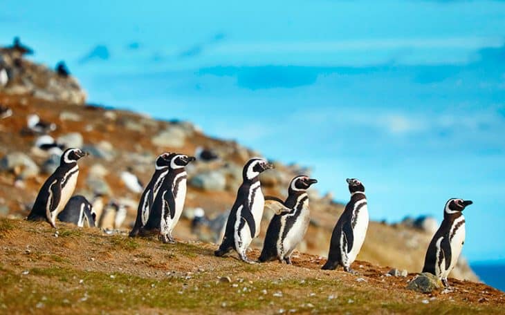 chile-patagonia-pinguins-shutterstock-232212205-730x456