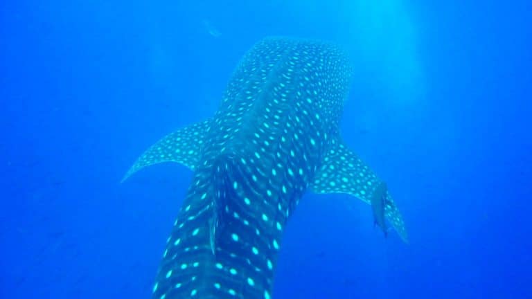 aqua-wild3-768x432