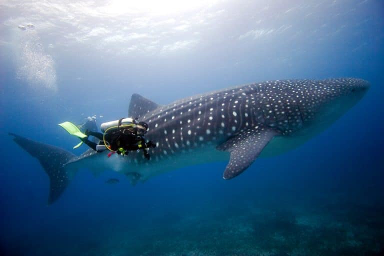aqua-diving5-768x512